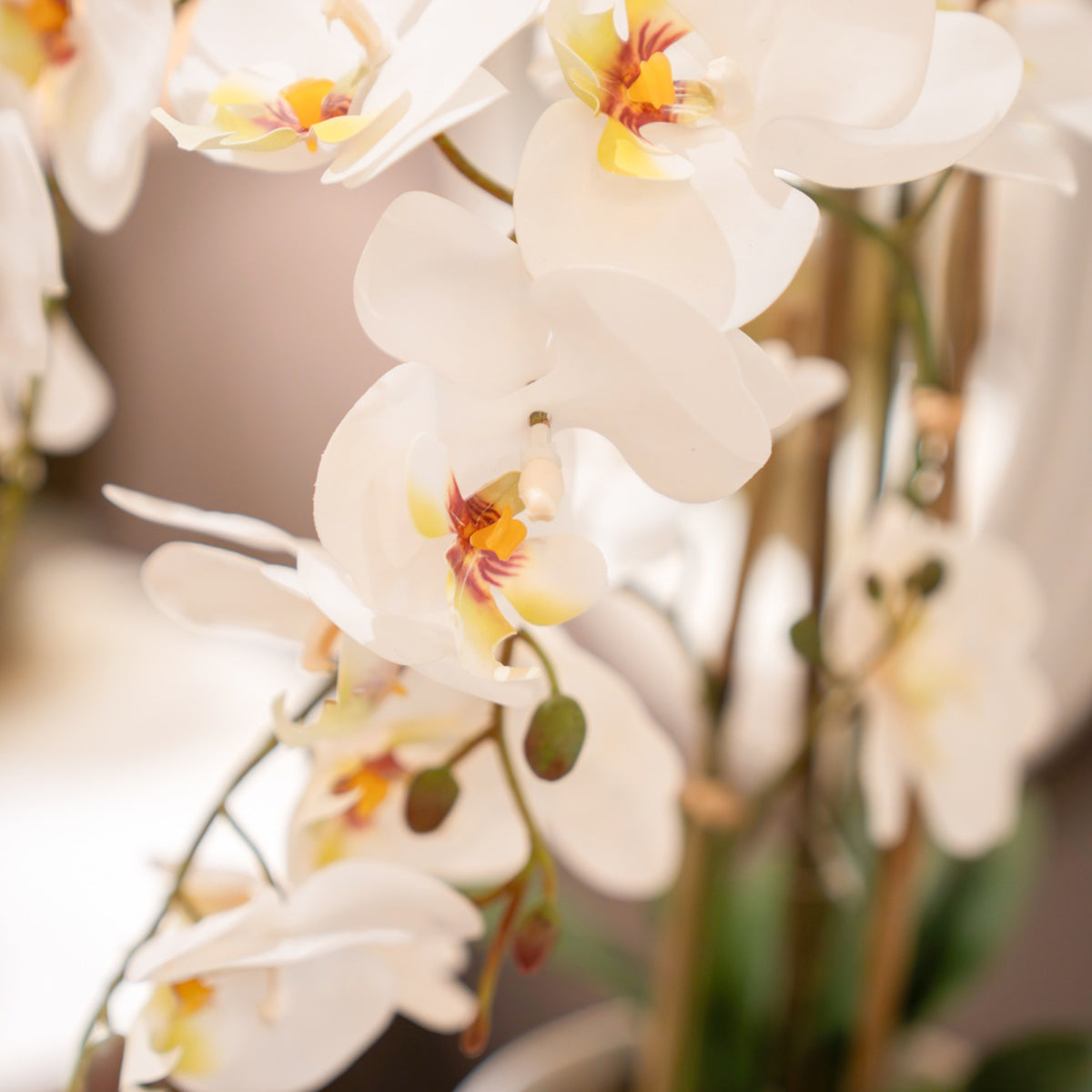 Potted Orchid White 55cm